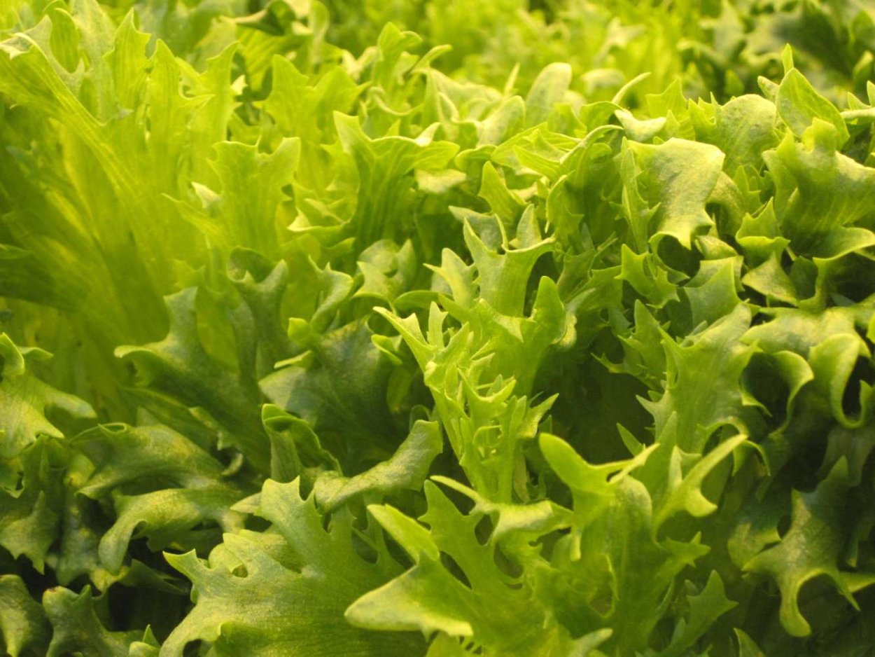 Латук остролистный