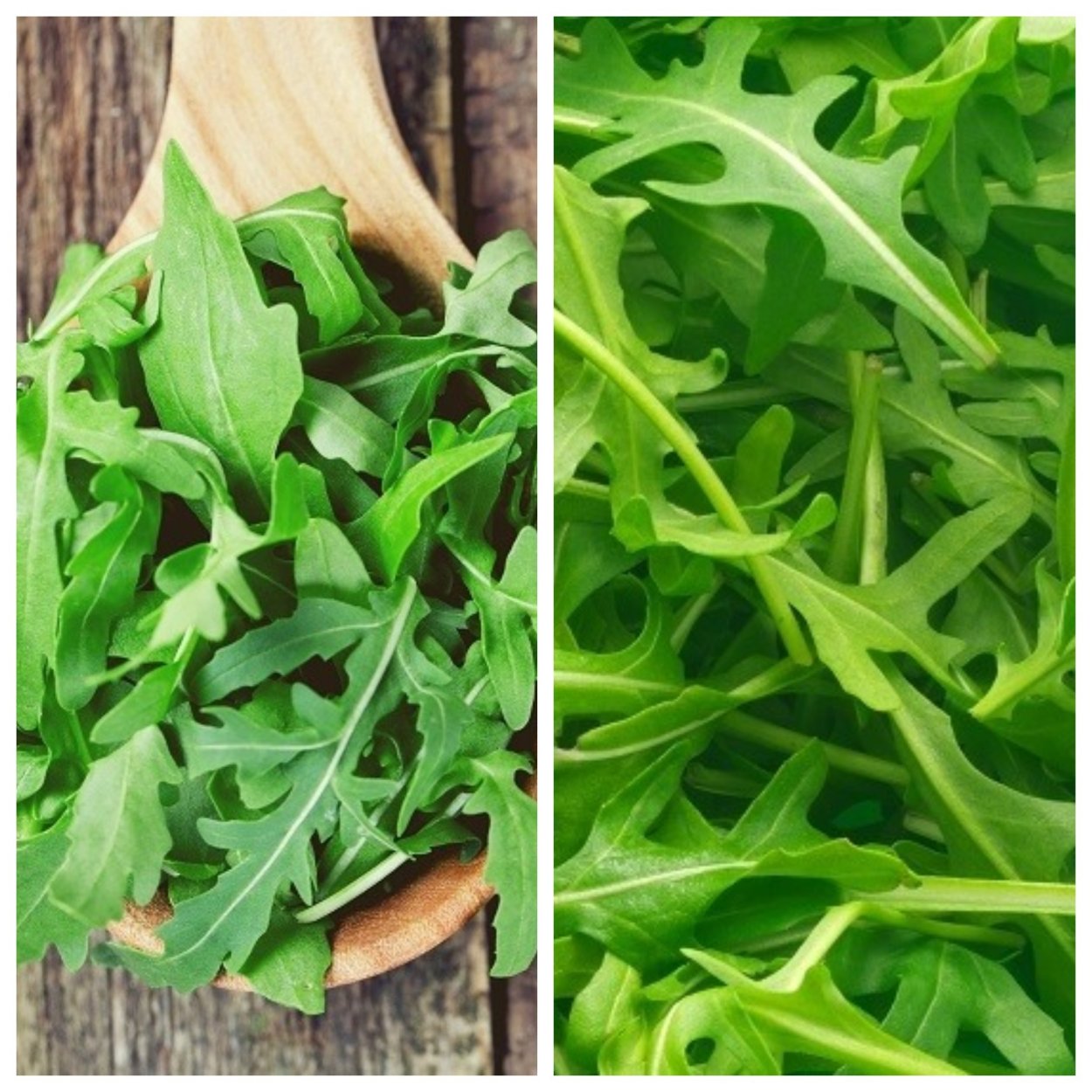 Эрука посевная, индау.