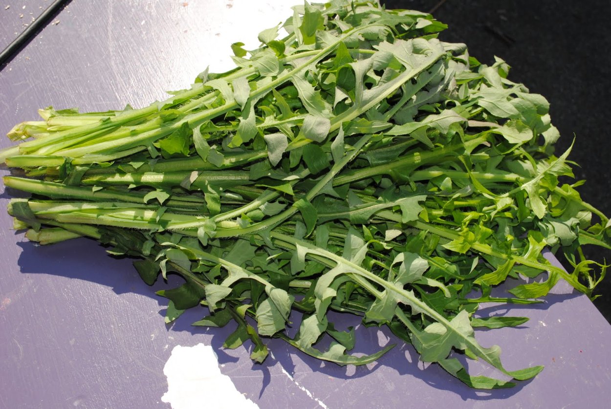 Wild lettuce латук дикий. Lactuca virosa (латук ядовитый). Латук микрозелень. Латук дикий Компасный Lactuca serriola.