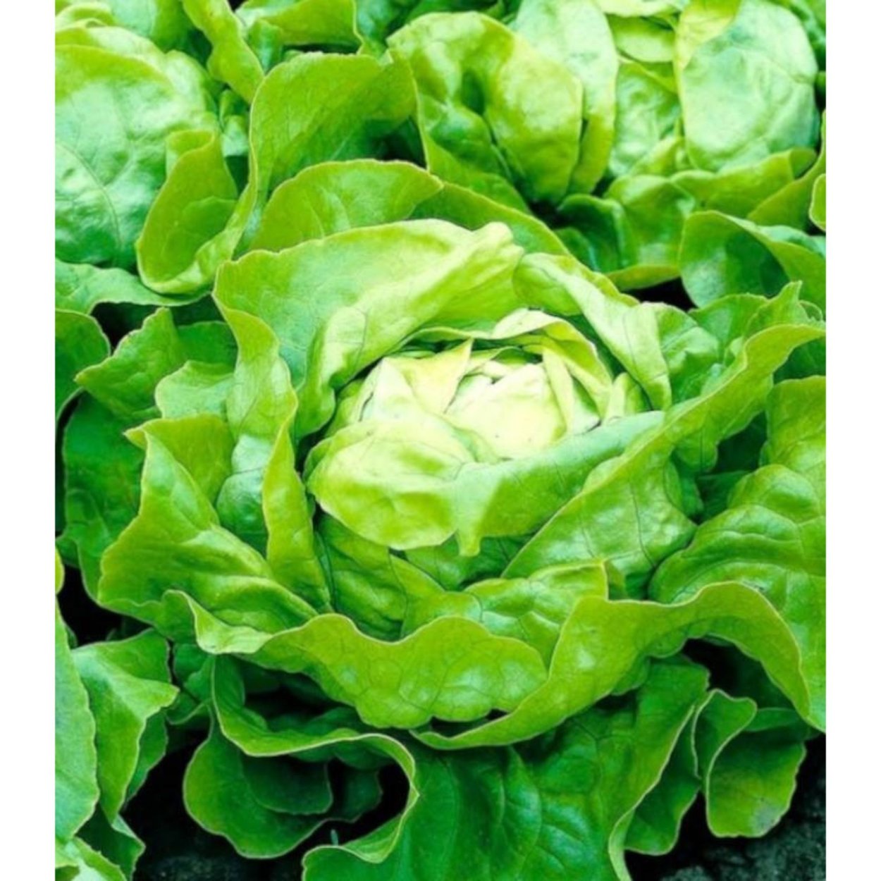 Латук листовой и кочанный