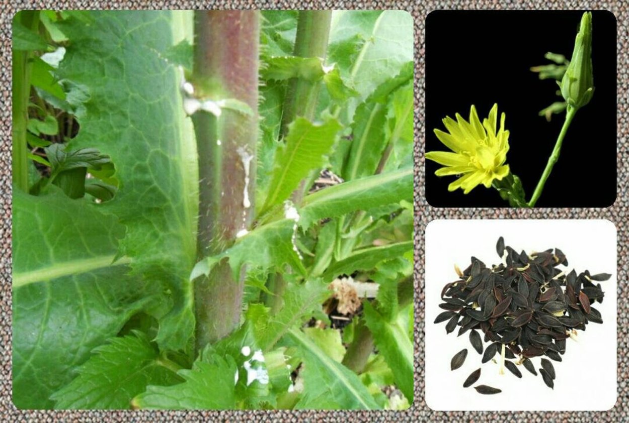 Латук опиумный