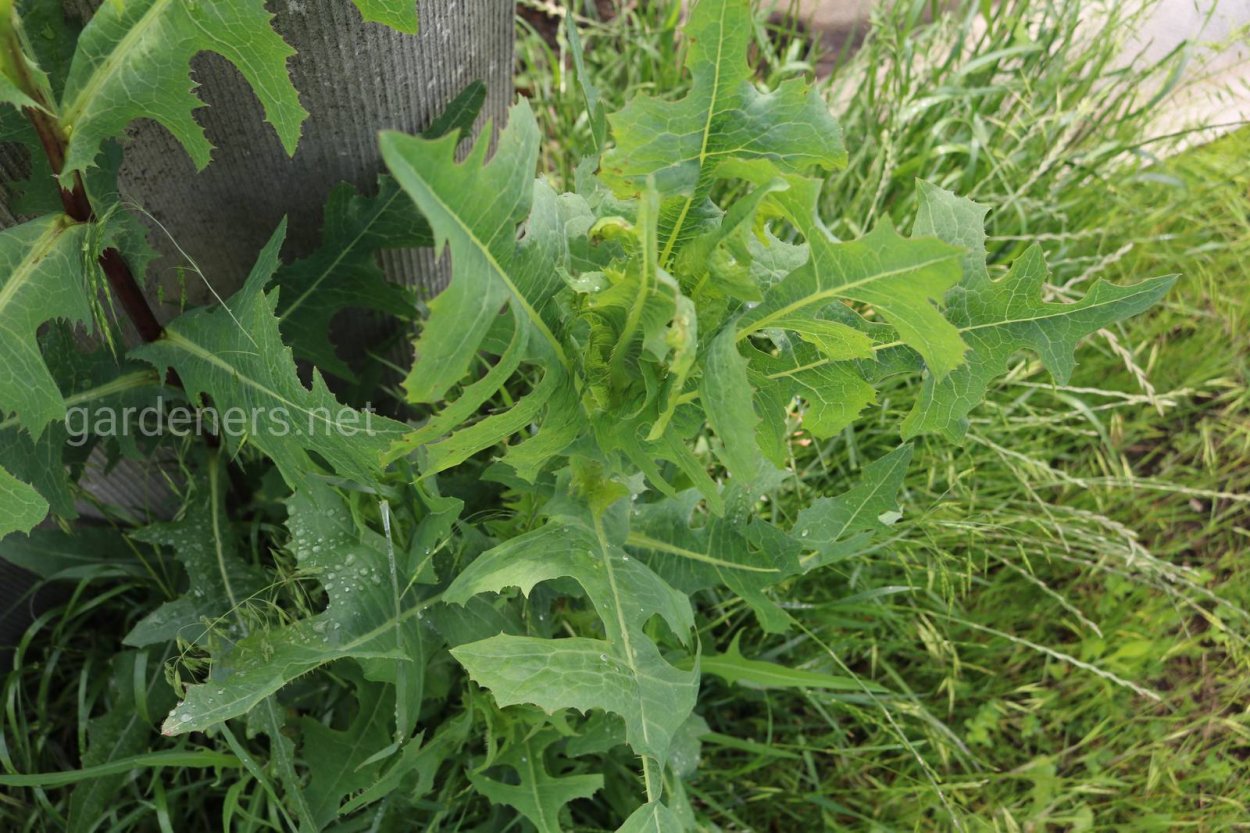 Латук опиумный