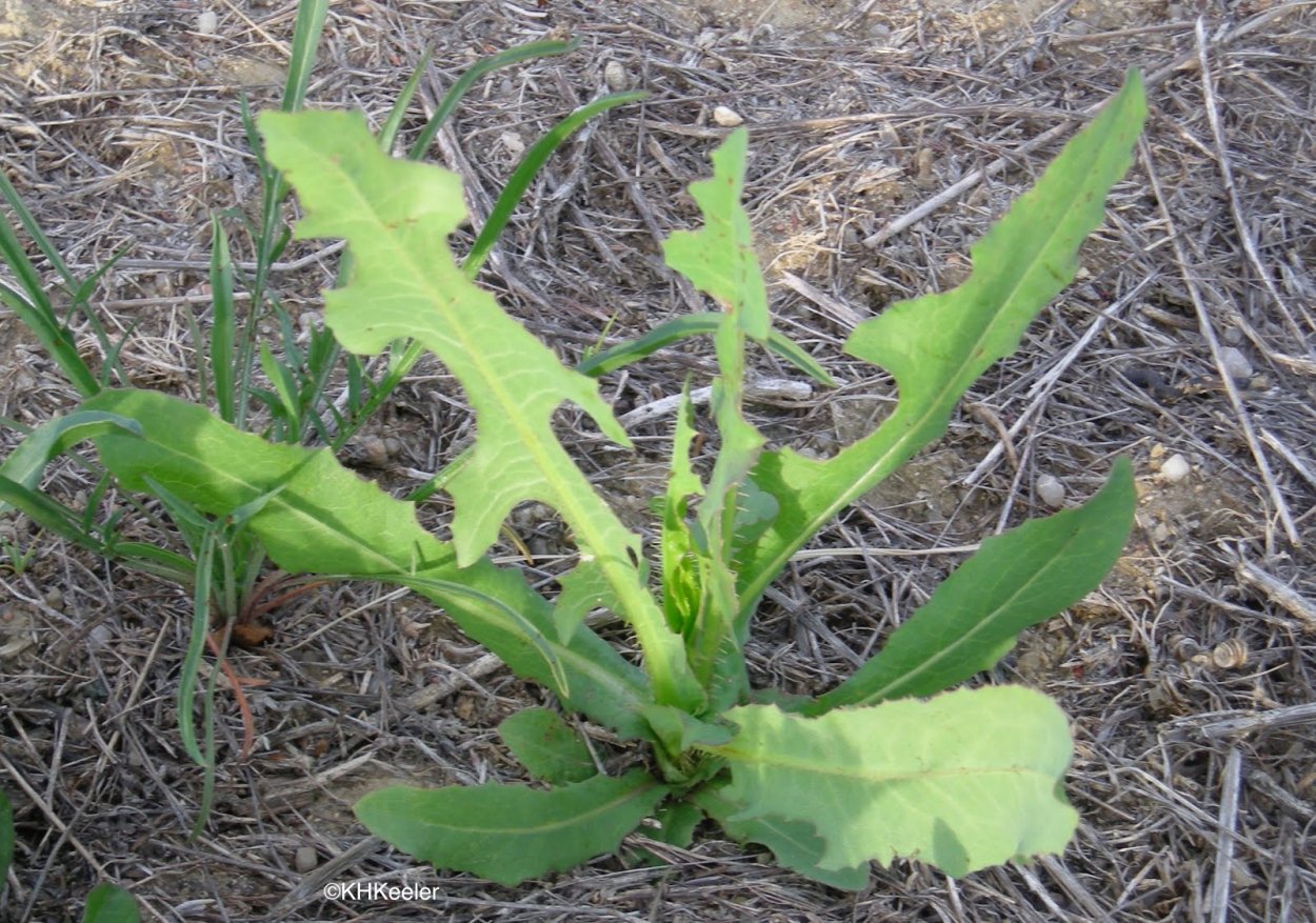 Латук дикий (Lactuca virosa)