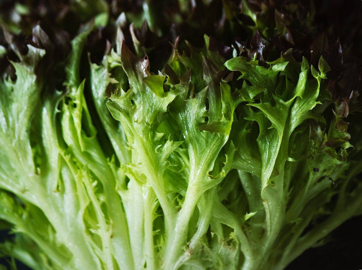 Салат латук блюз