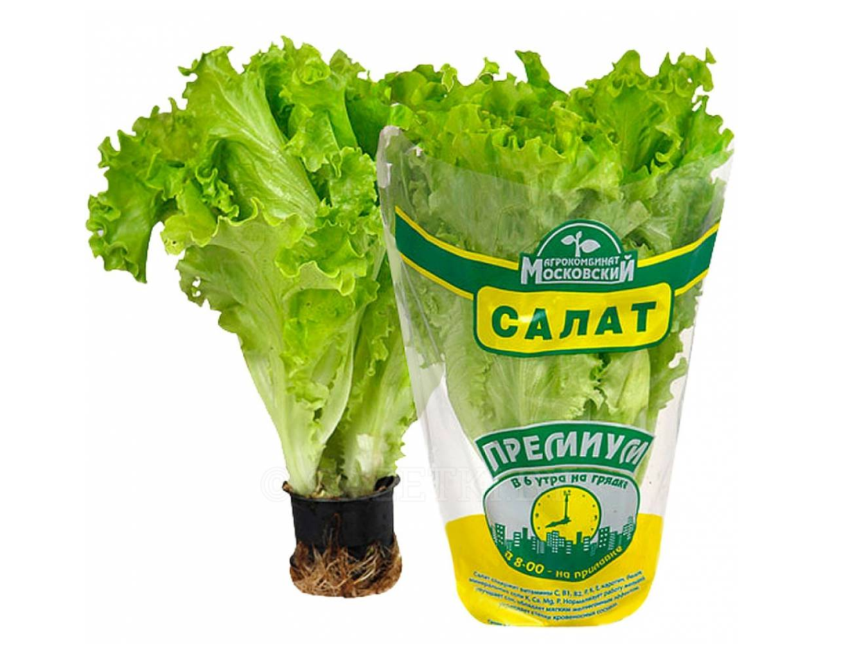 Салат латук в горшочке