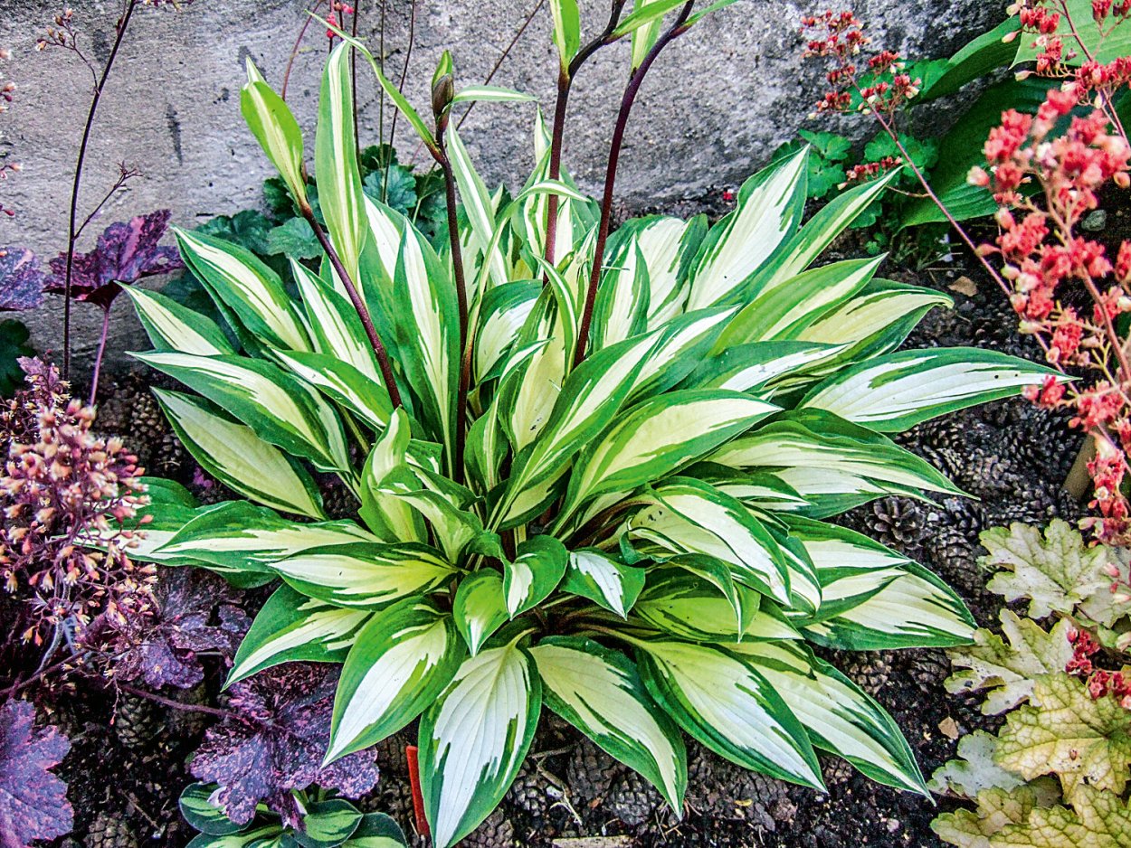 Хоста гибридная Cherry Berry