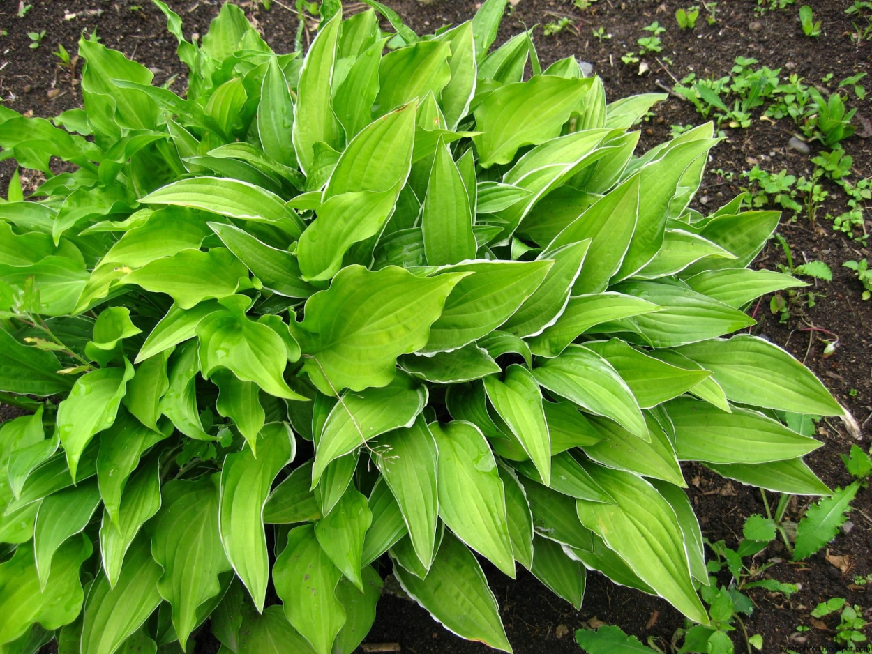 Hosta Funkia Mix С†РІРµС‚С‹