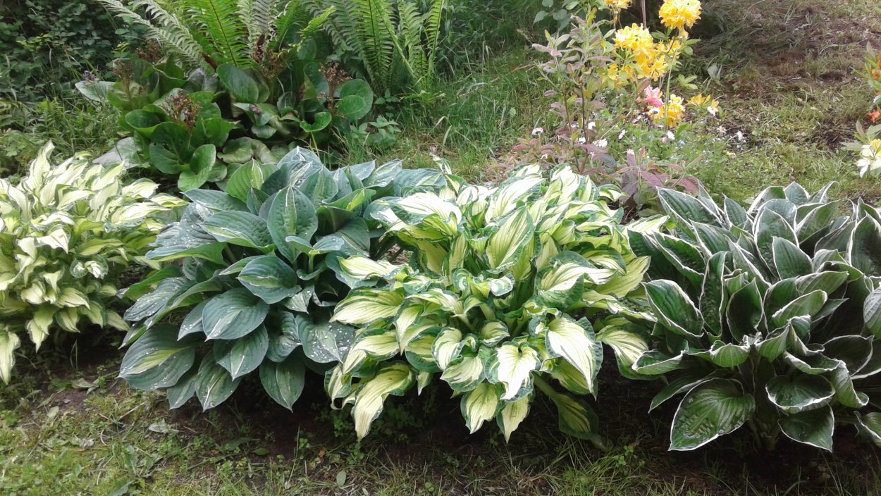 Хоста гибридная Вайт Фезер