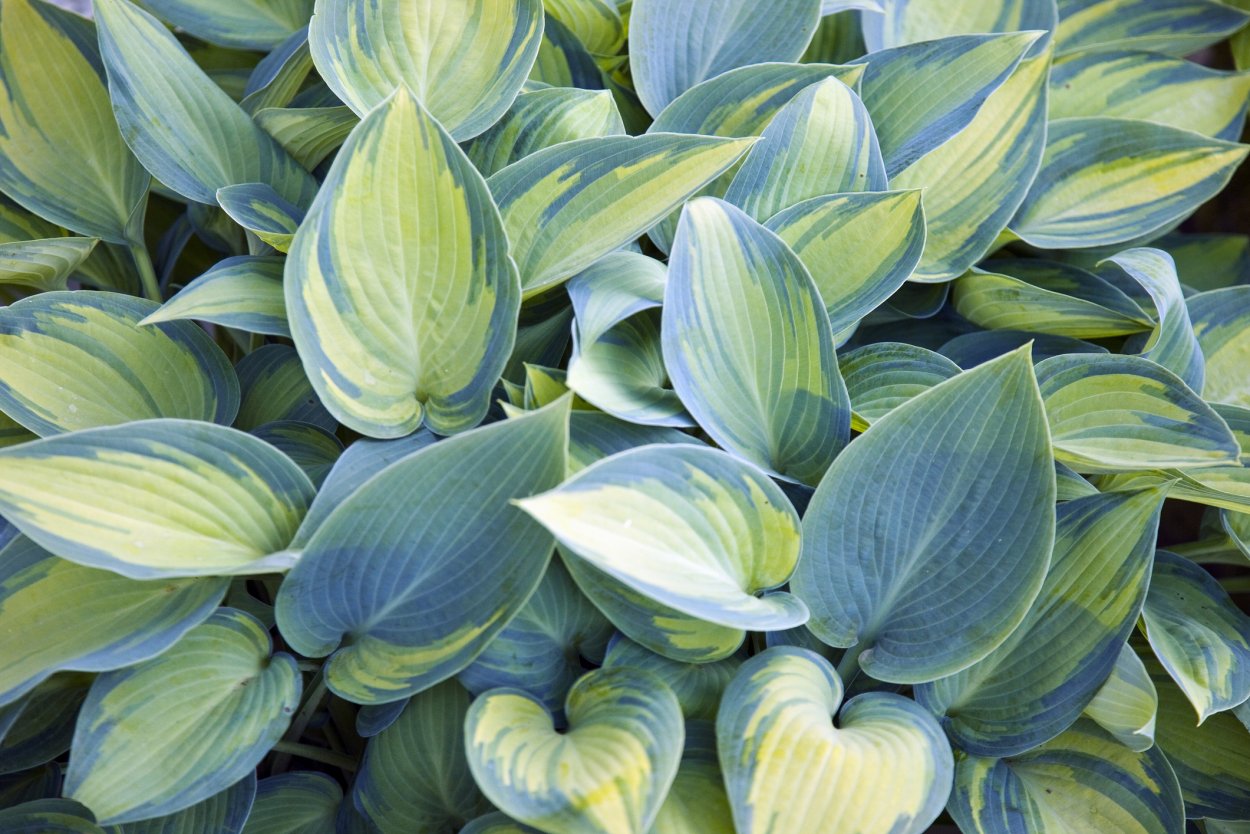 Соцветия хосты