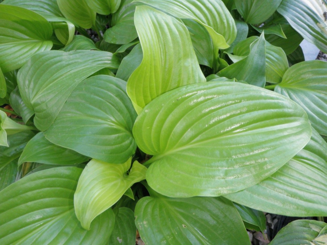 Хоста Hosta grandiflora