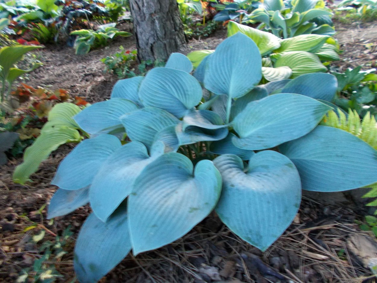 Хоста гибридная Канадиан Блю
