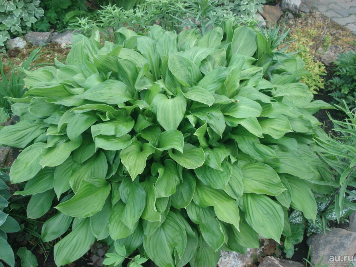 Хоста зеленая