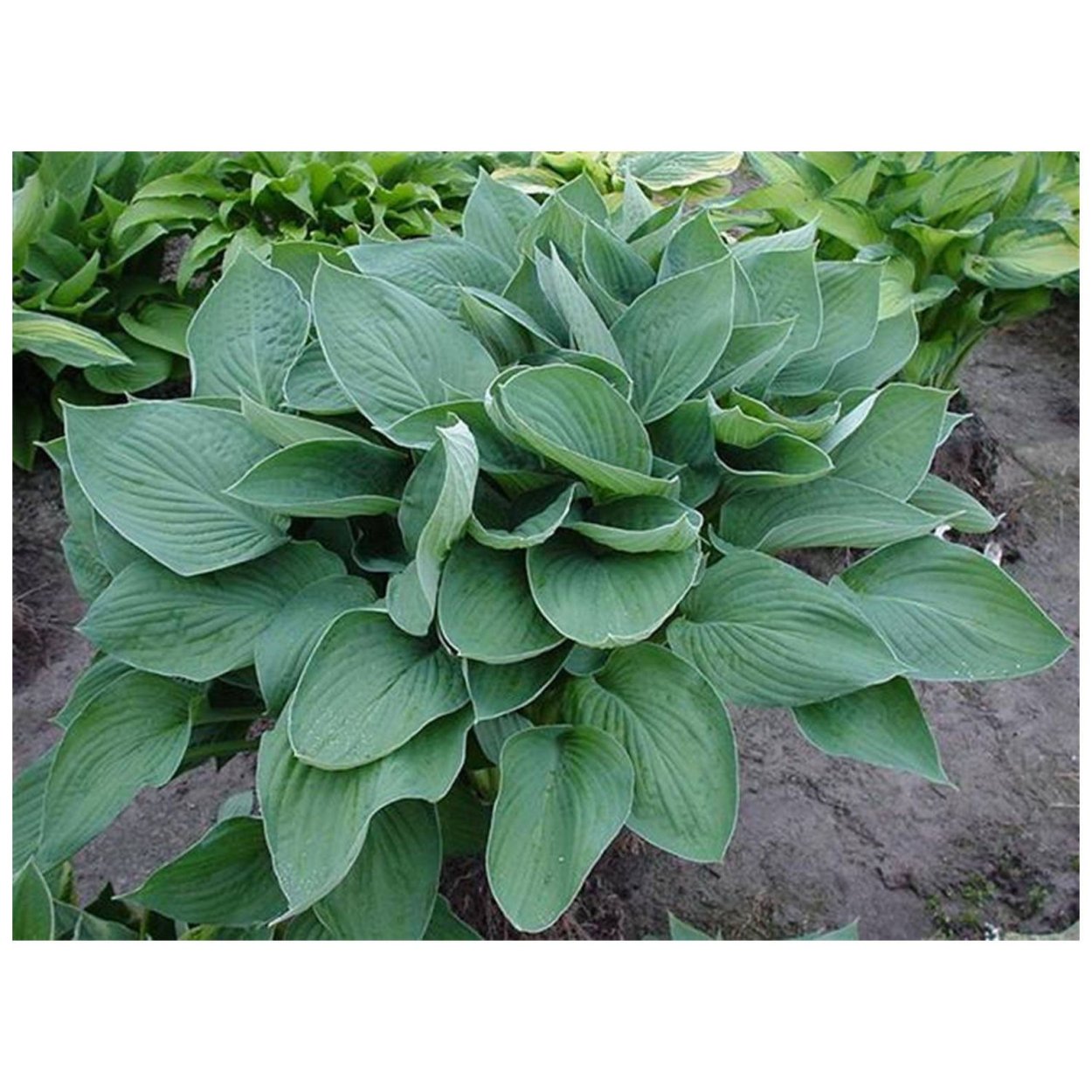 Хоста Форчуна Гиацинтина