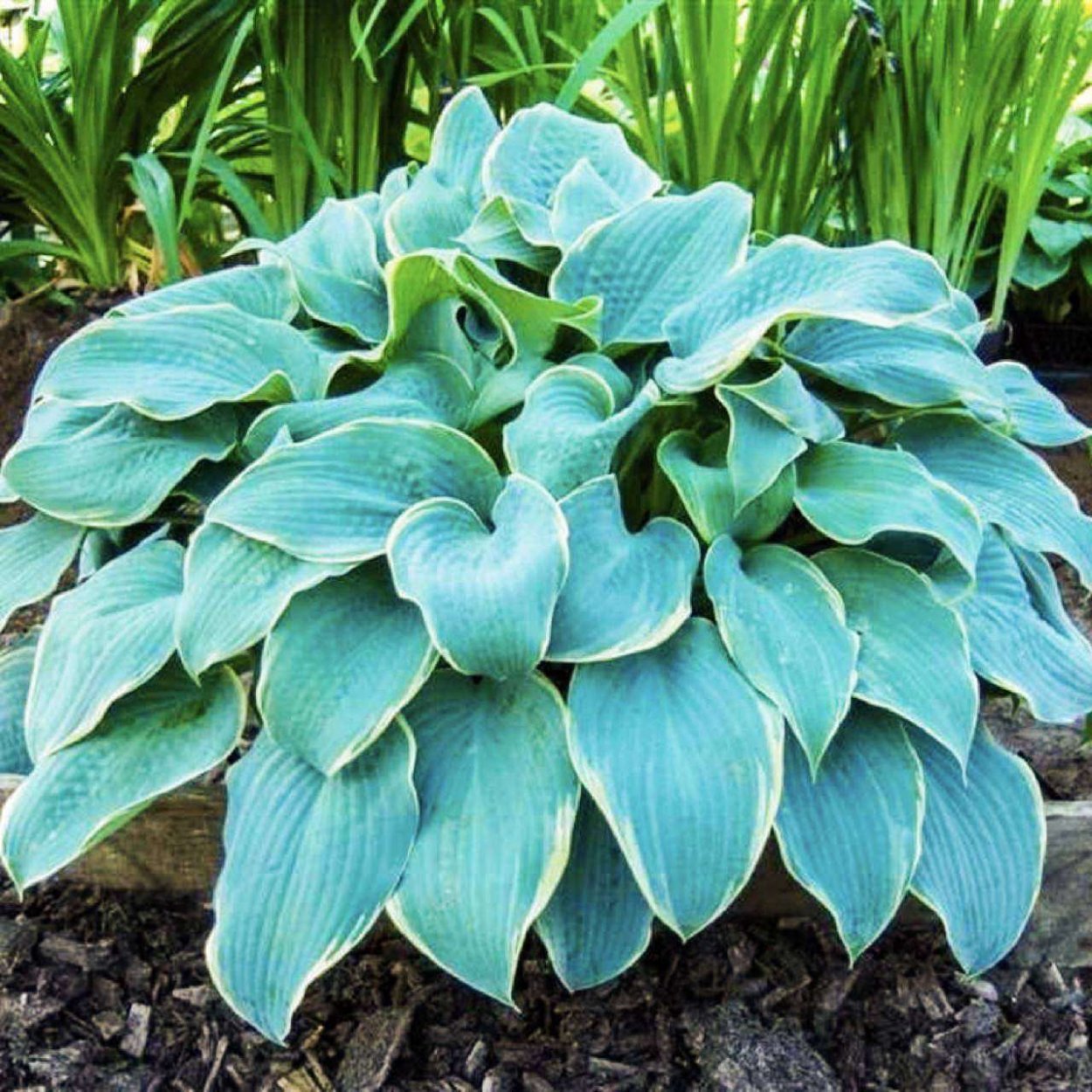 Хоста голубая крупнолистная