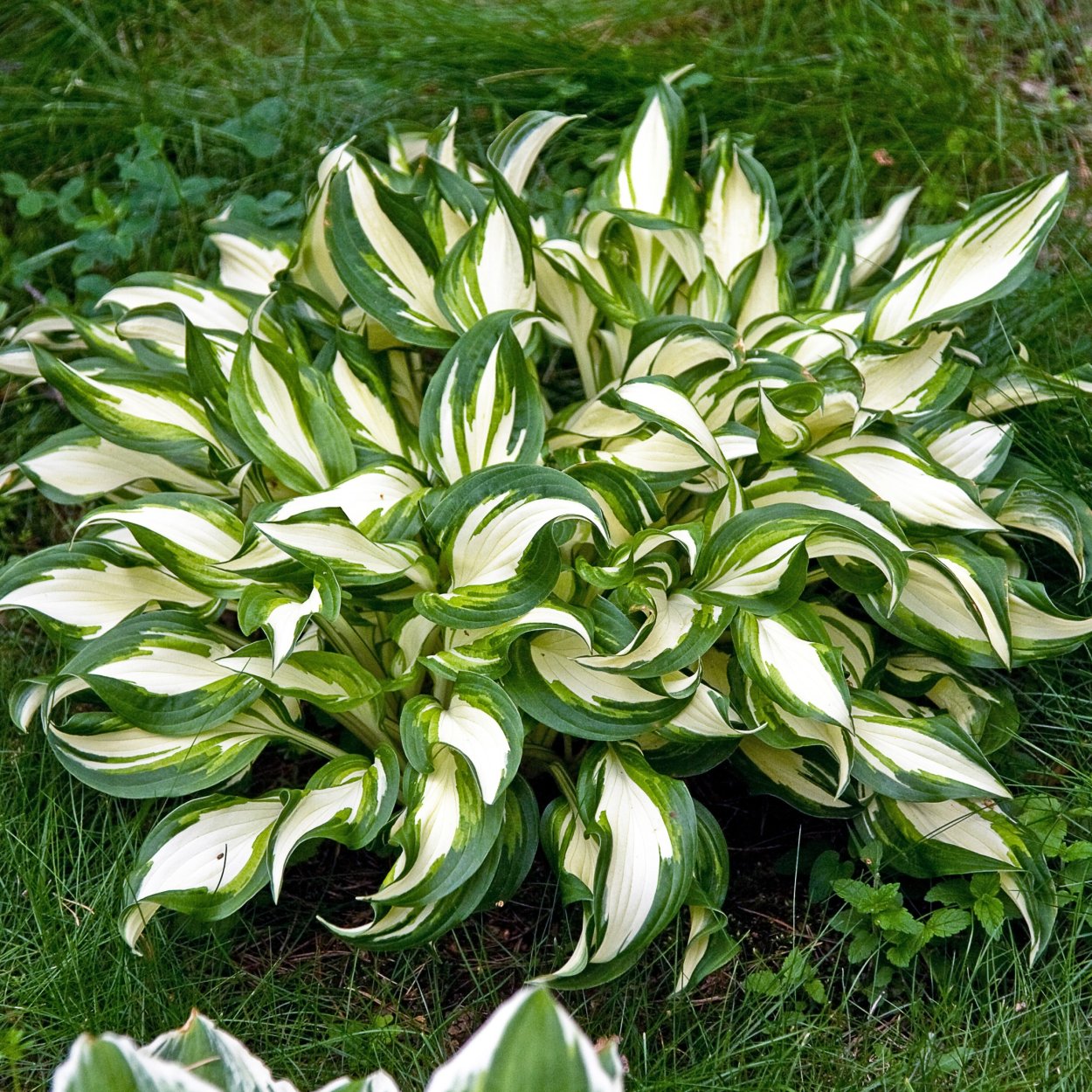 Ундулата Медиовариегата