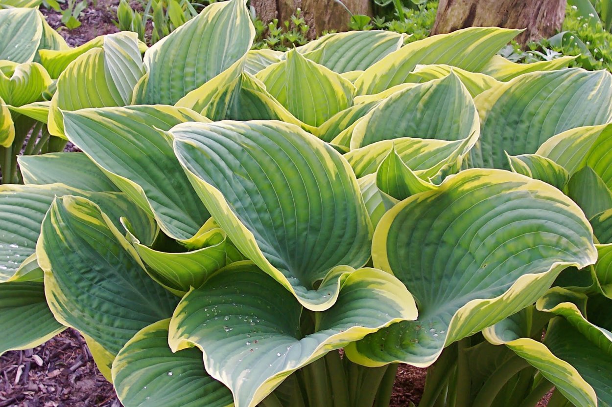 Хоста гибридная Sagae
