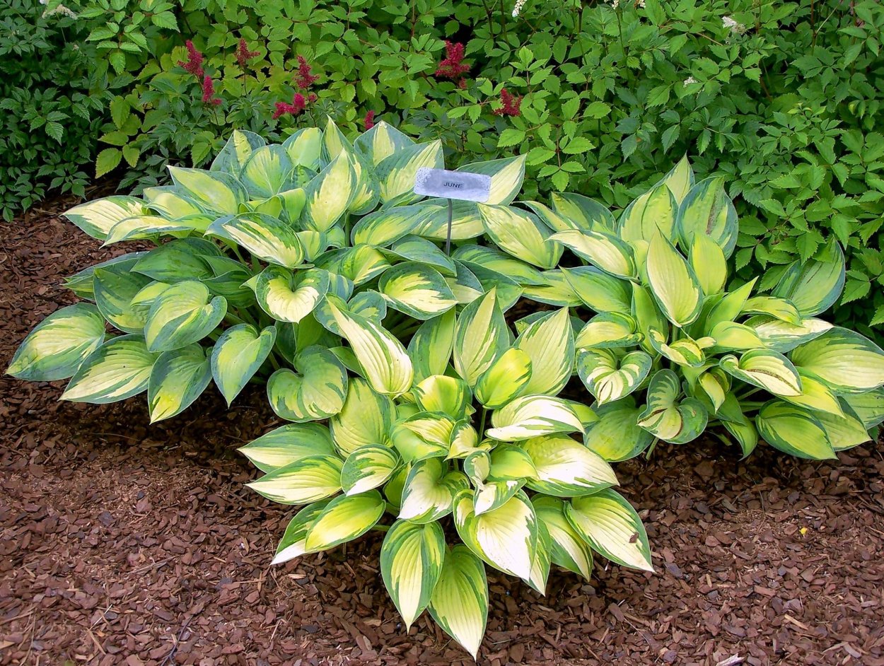 Хоста Лейксайд Маверик