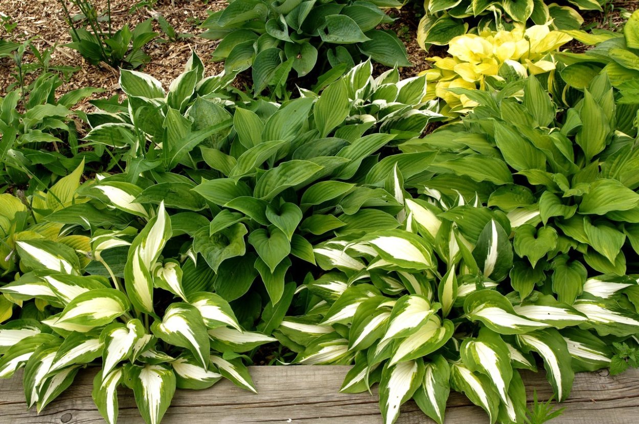 Хоста Флорес