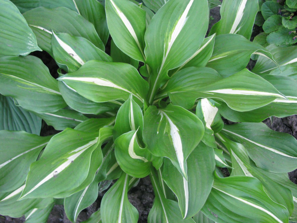 Хоста Osiris Ovation