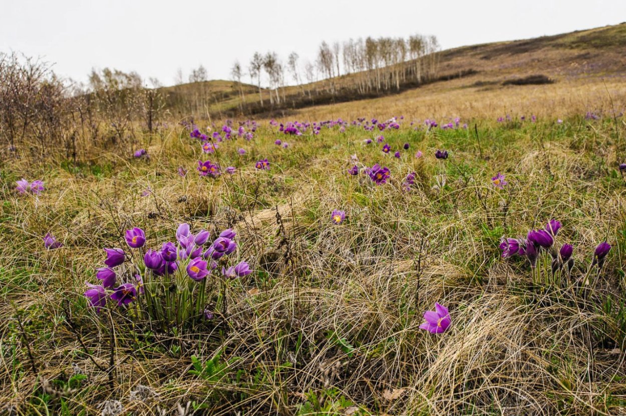 Иремель и цветы