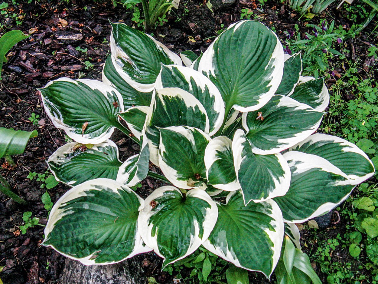 Хоста гибридная Карин