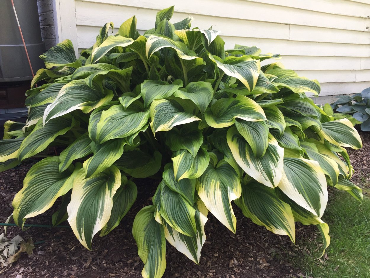 Хоста Монтана Ауреомаргината