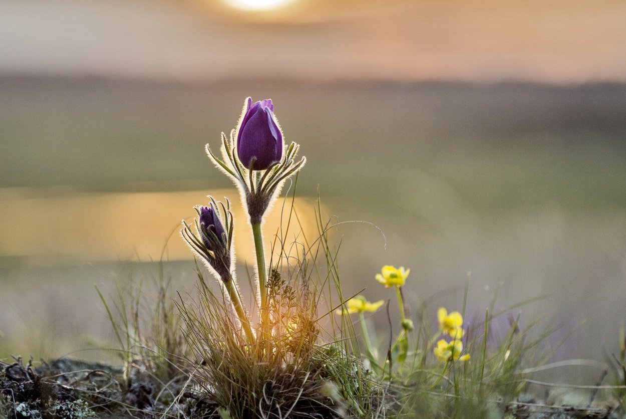 Кипрей Полевая Ромашка