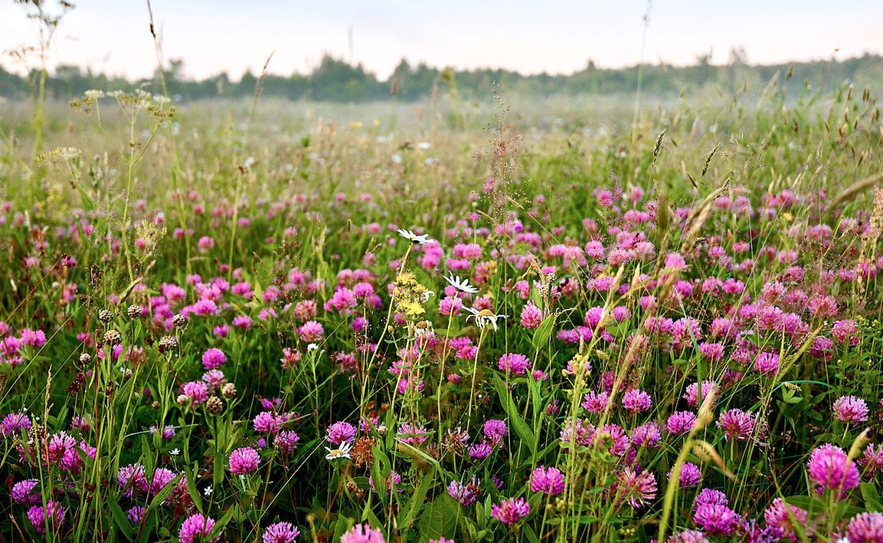 Травянистые растения Урала