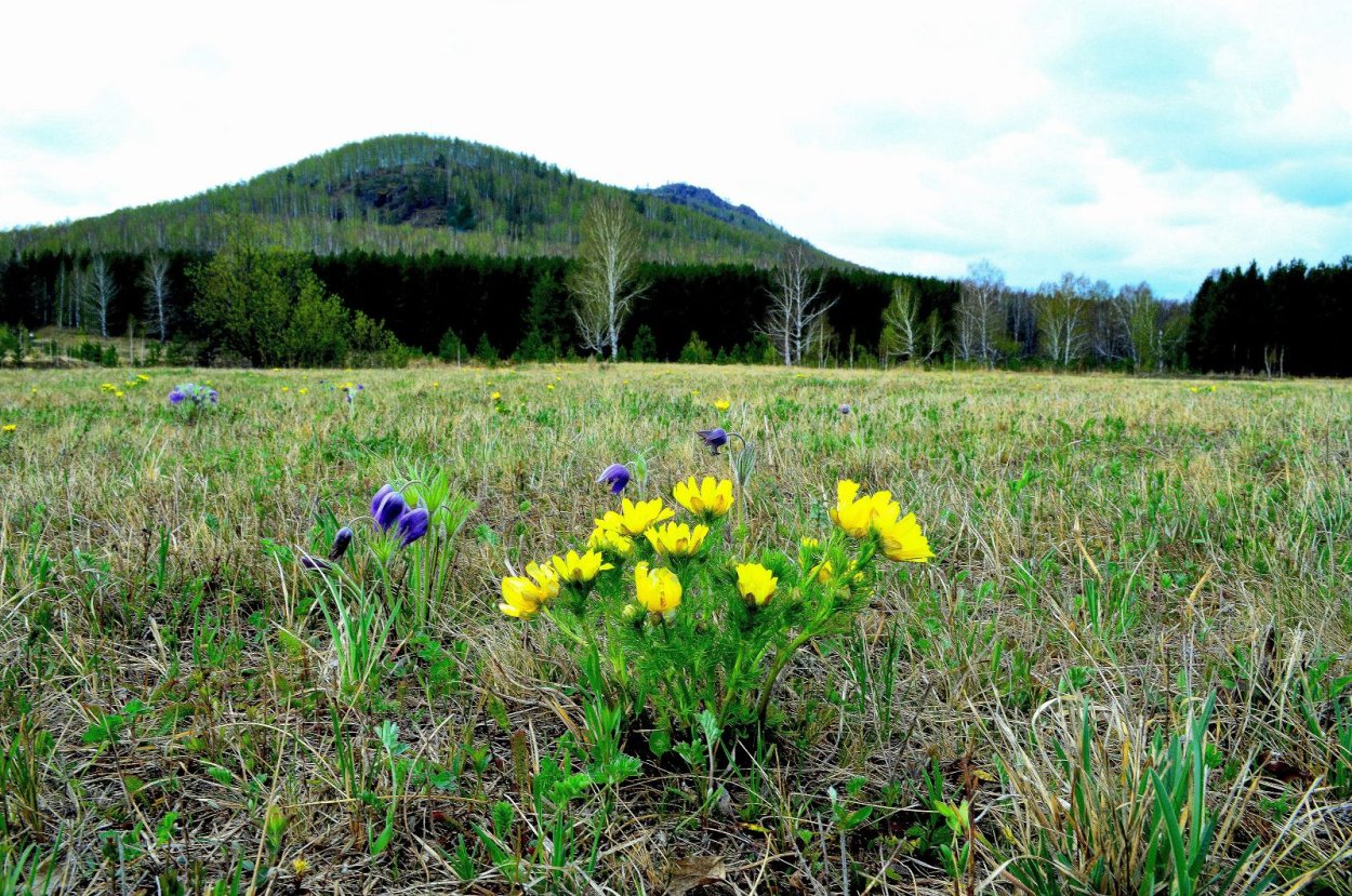 Полевая метельчатая трава