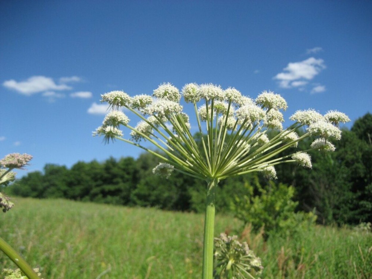 Национальный парк Зюраткуль растительный мир