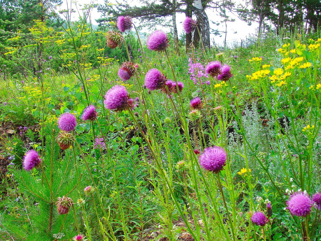 Тысячелистник Мелисса