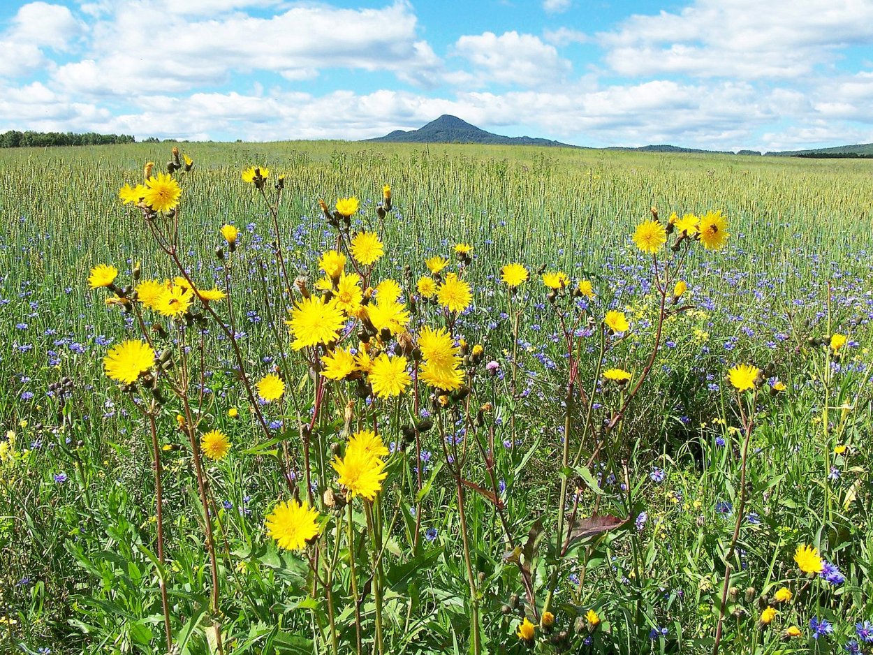 Разнотравье Сибири