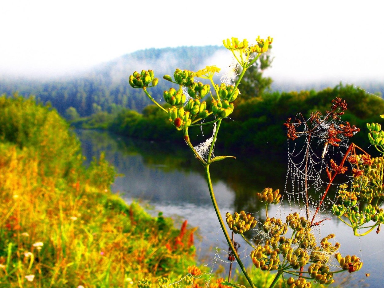 Рододендрон Дальневосточный
