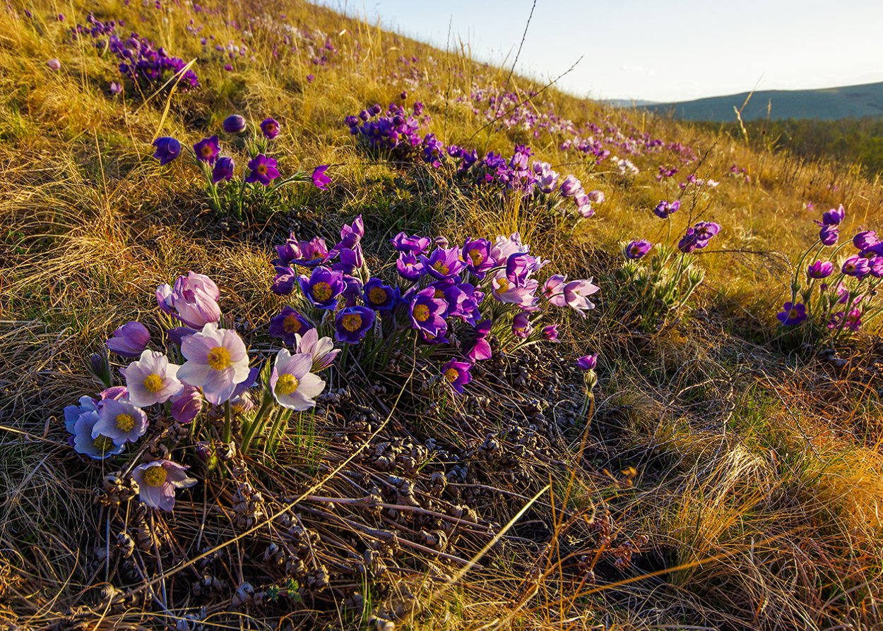 Земляника Дикая Лесная