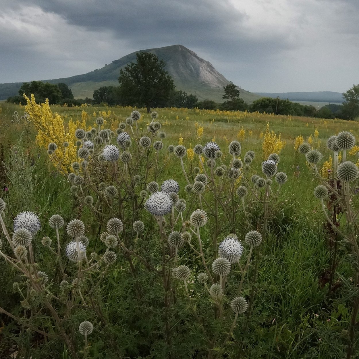 Противоаллергический сборы противоаллергические травы