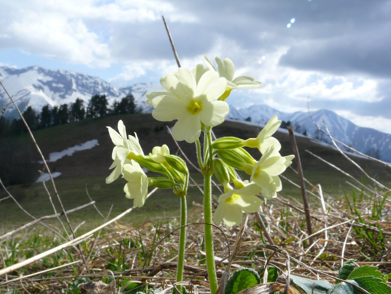 Полевые цветы