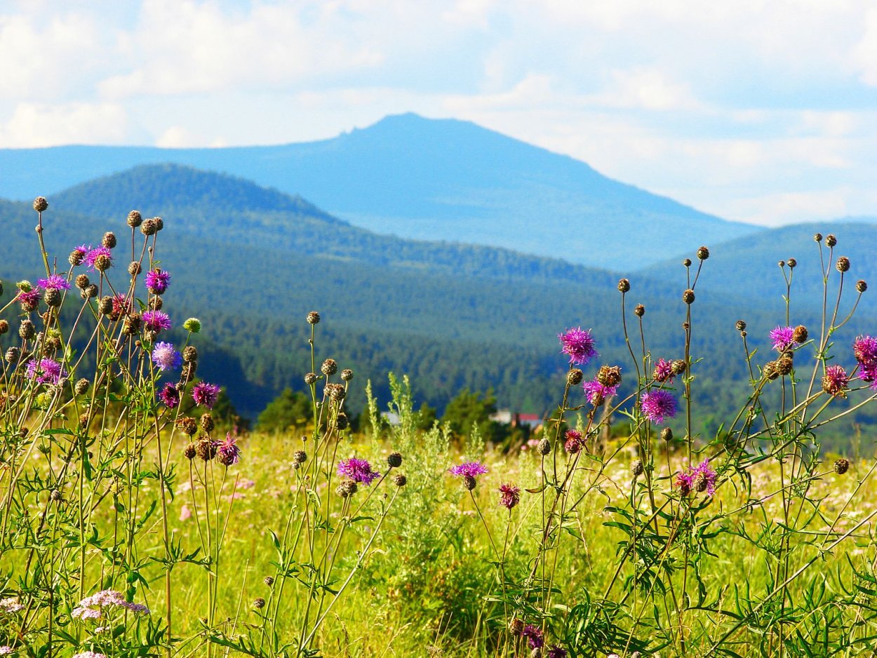 Флора Торатау