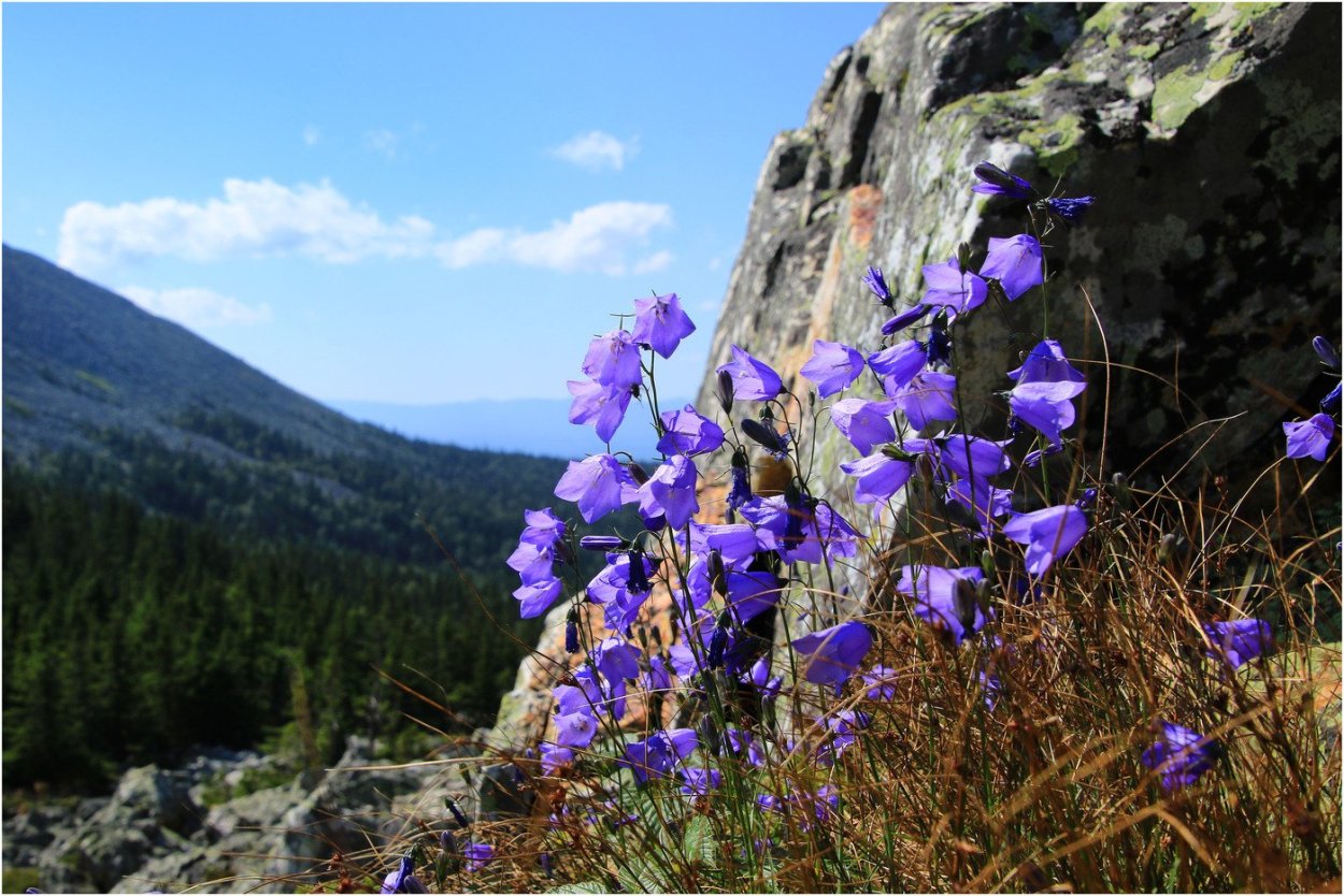 Куколь Ленинградской области