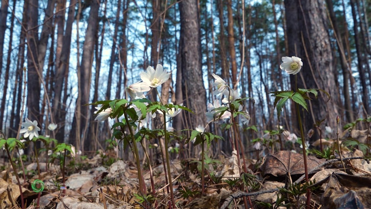 Адонис весенний (Стародубка, горицвет)