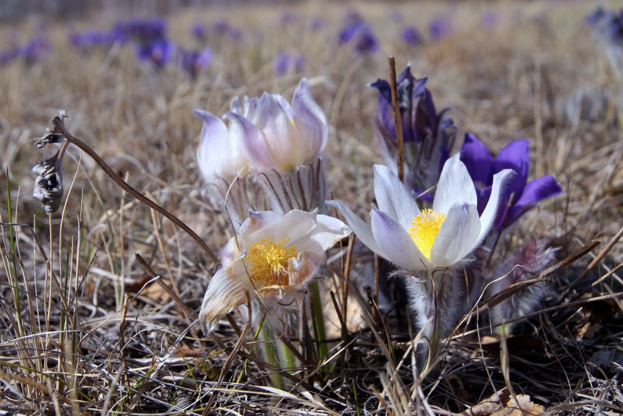 Ньургуһун сибэкки