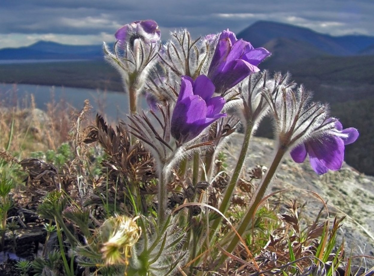 Курай растение в Башкирии