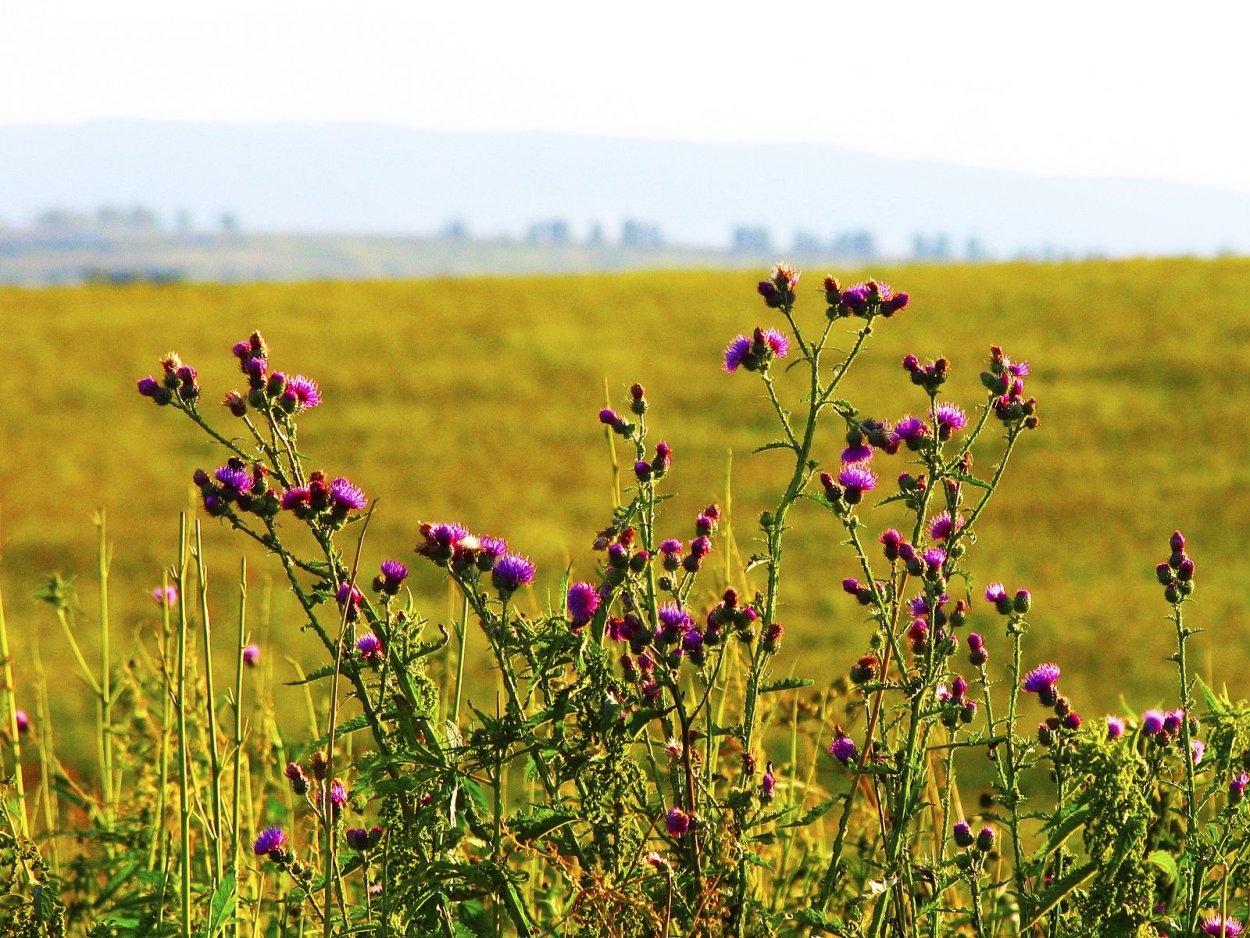 Дикорастущие травы Башкирии