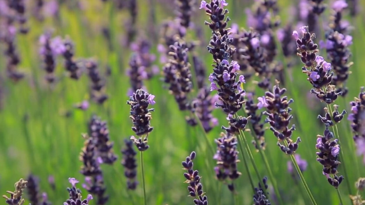 Природа,леса,горы,поля Башкирии