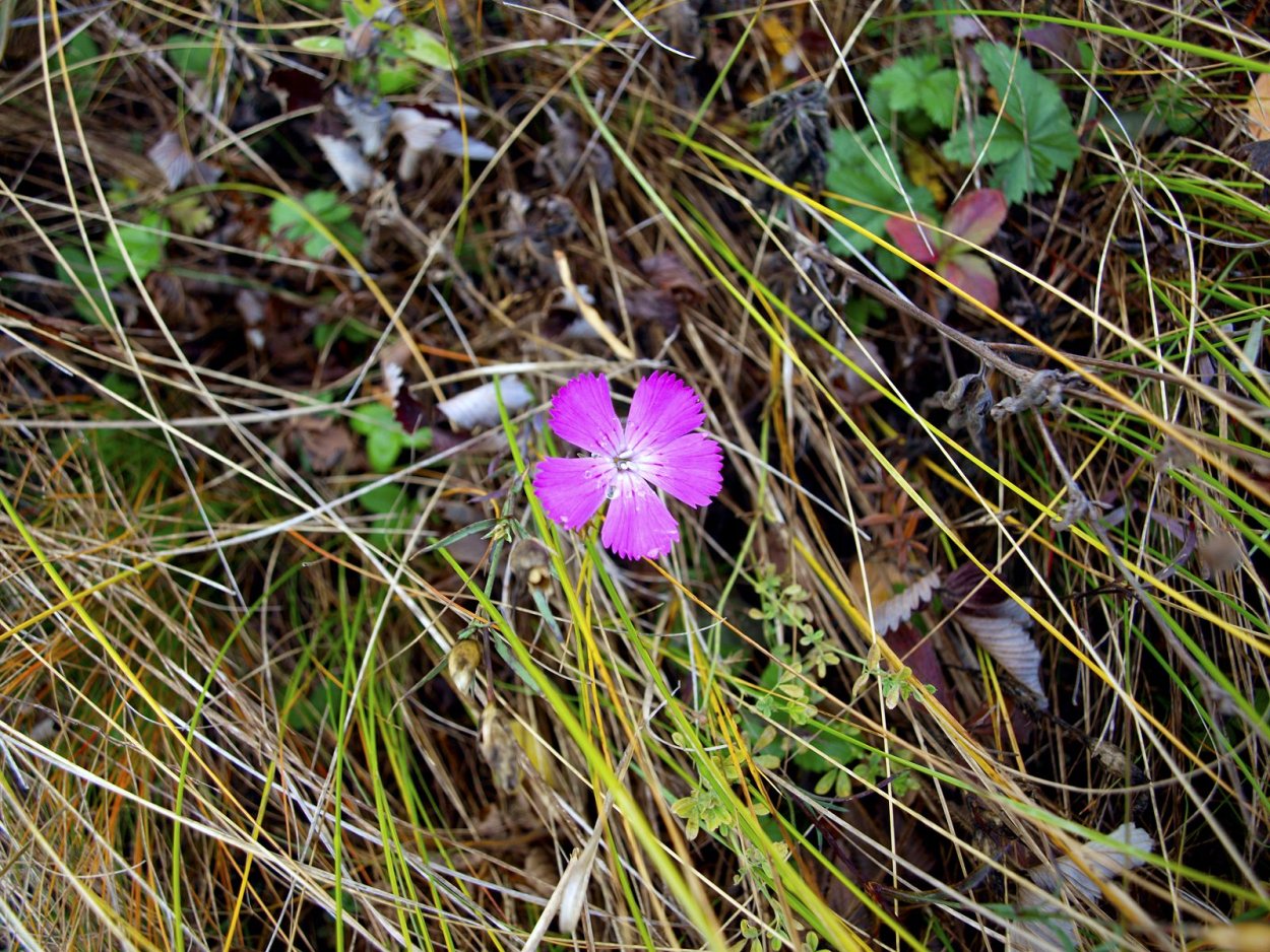 Эндемики Алтая растения