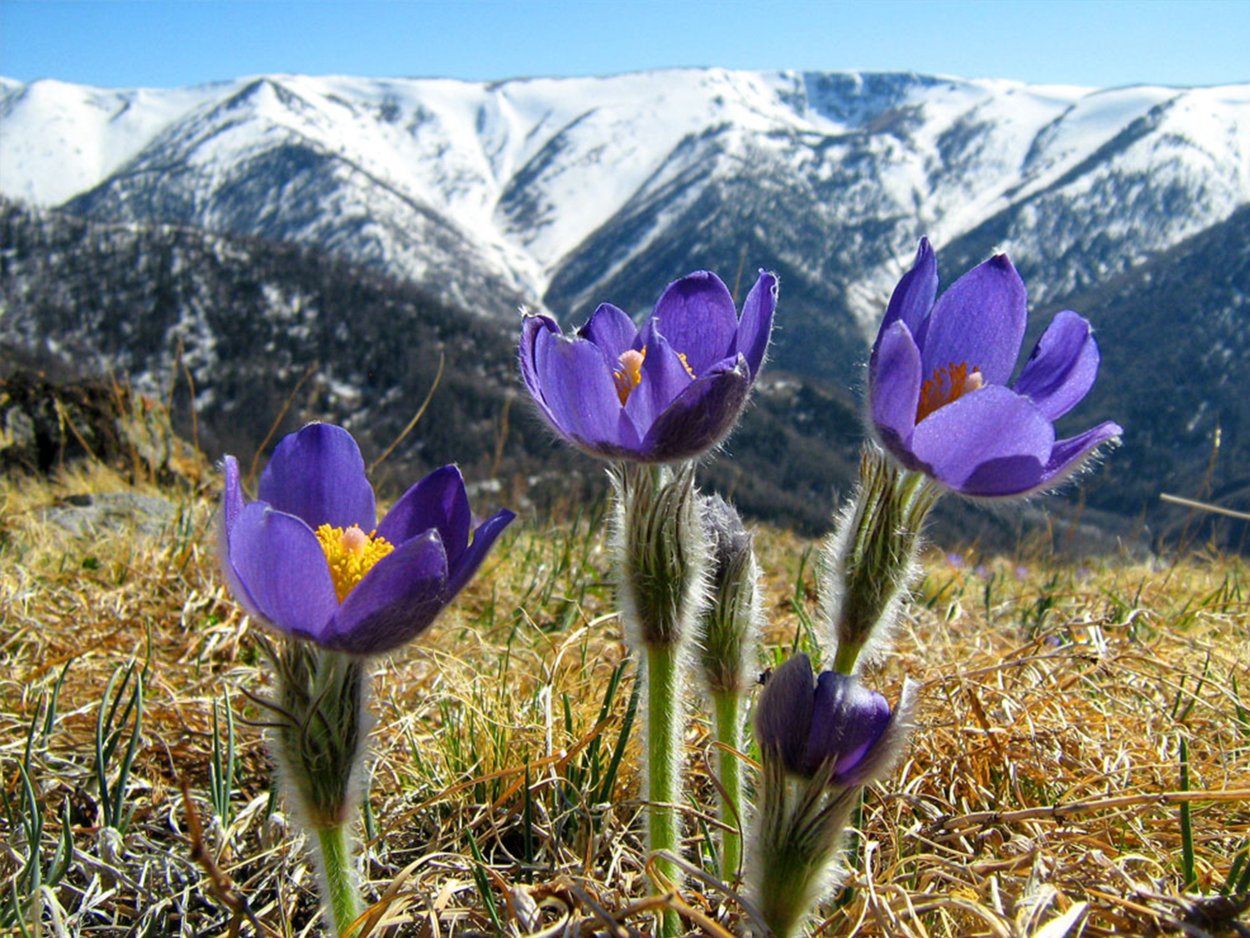 Цветы Башкирии