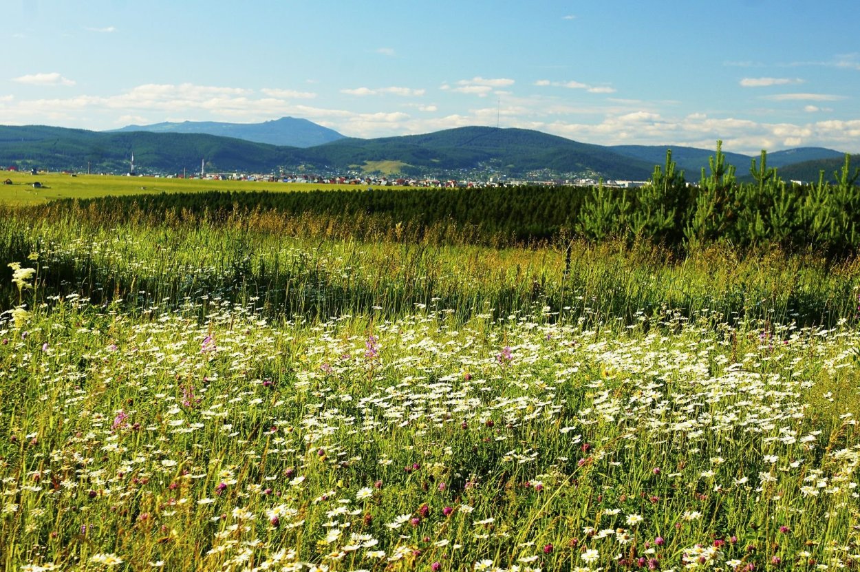 Травы Башкортостана