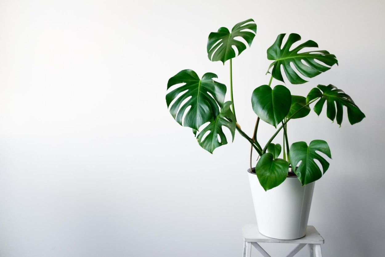 Монстера деликатесная (Monstera deliciosa)