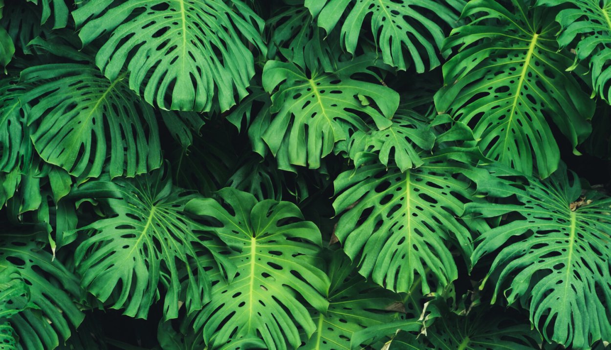 Монстера Индонезиан