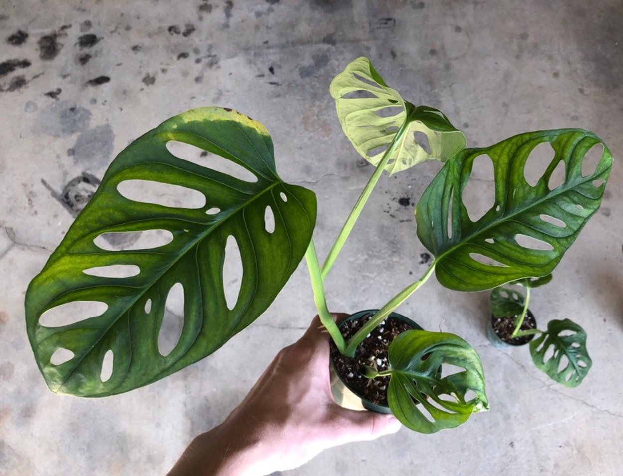 Монстера Делициоза (Monstera deliciosa)