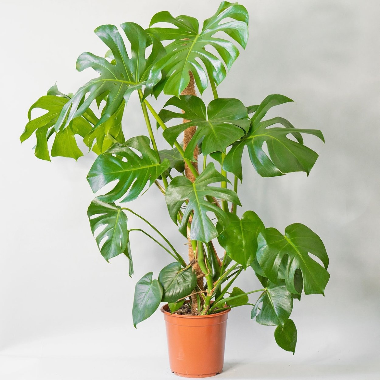 Монстера Лакомая h 140-160 см